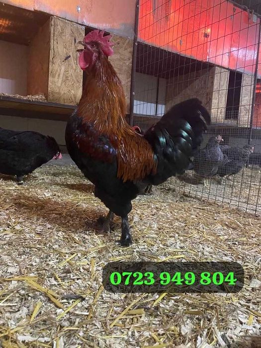 Oua incubat pui gaini de rasa Australorp Brahma Jersey Giant La Bresse