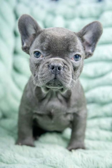 bulldog francez blue