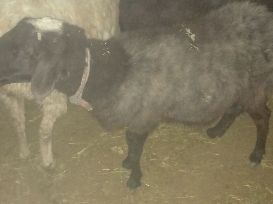 Bugoz quylar  sotiladi