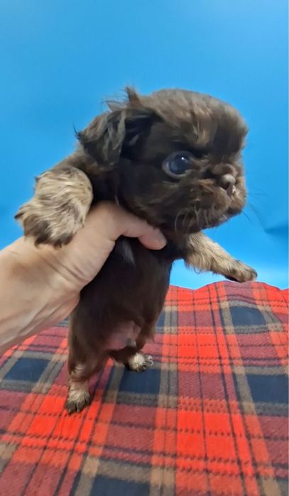 на насмотрется чихуа