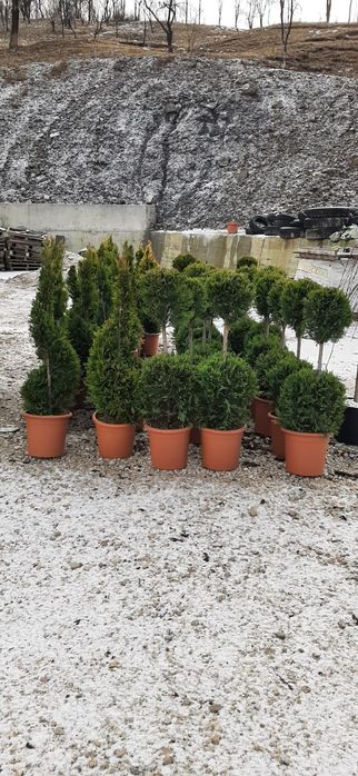 Gazon plante ornamentale sistem de irigat