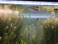 10 pui guppy, plante acvariu,melci de substrat