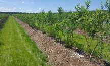 Aronia, Coacaz, Afin butasi