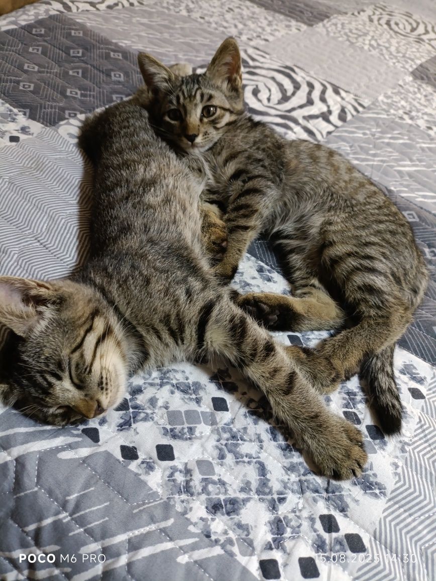 Котята в добрые руки