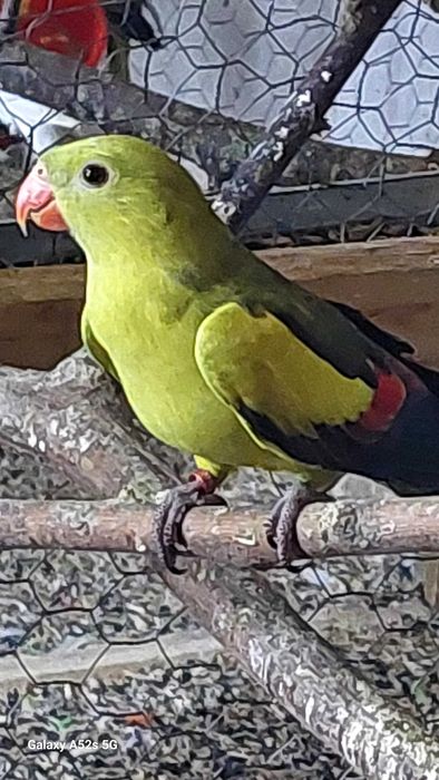 Perusi.Nimfe.Papagali cantatori. Papagali de munte.