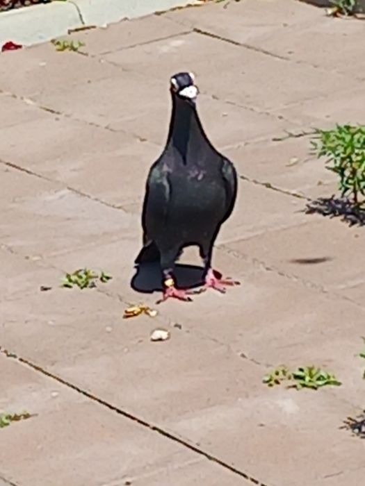 Porumbei Dragon și stil vechi.