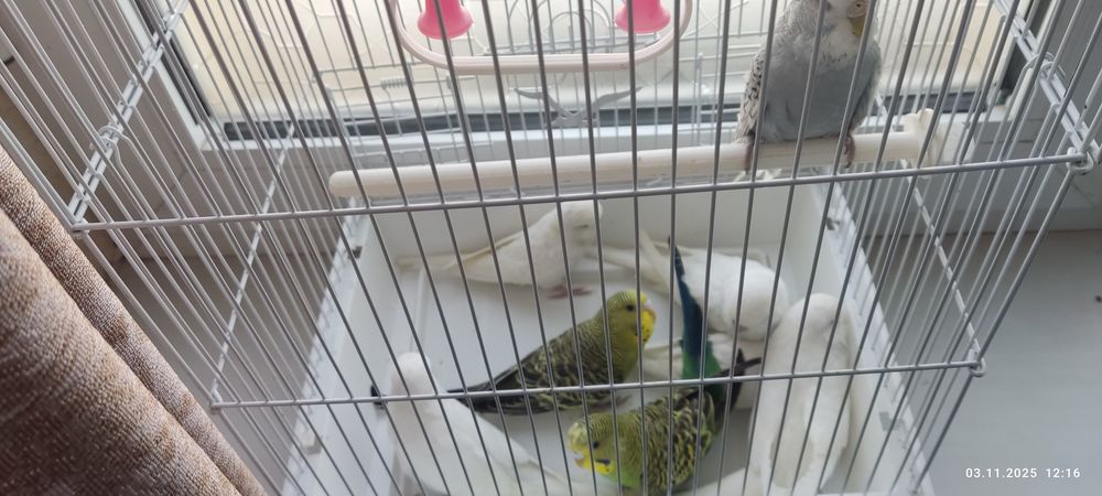 Сотилади папугай