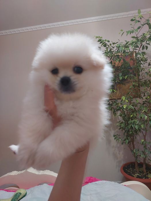 Помиранский шпиц Уральск