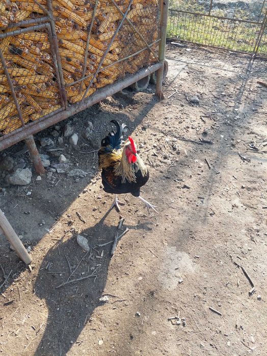 Cocosi de rasa mixta