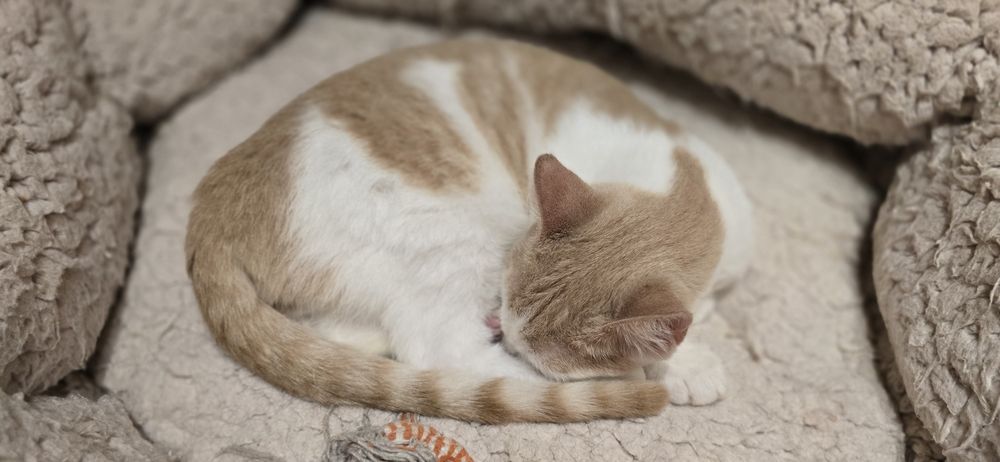 Motanelul Milani,vaccinat