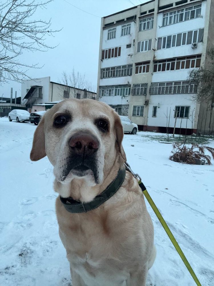 Ищем Сэму новый дом