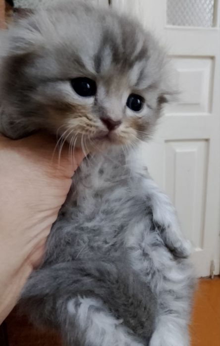 Продам котят породы