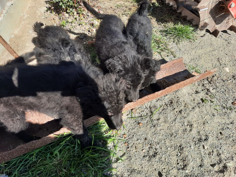 Căței de întors oi