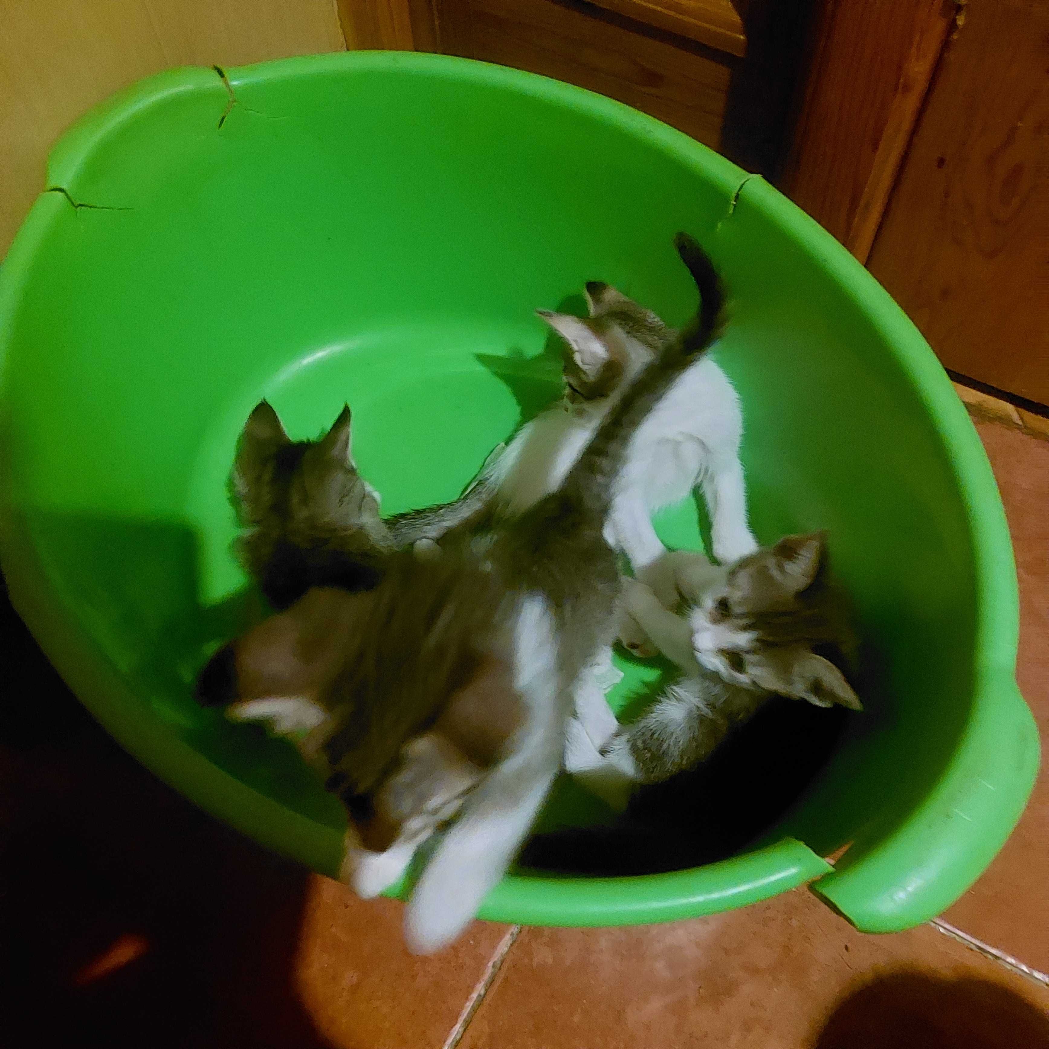 Котята от обычной уличной кошки ,,родились дома.Отдам в хорошие руки.