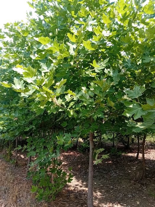 Vând copaci ornamentali foioase