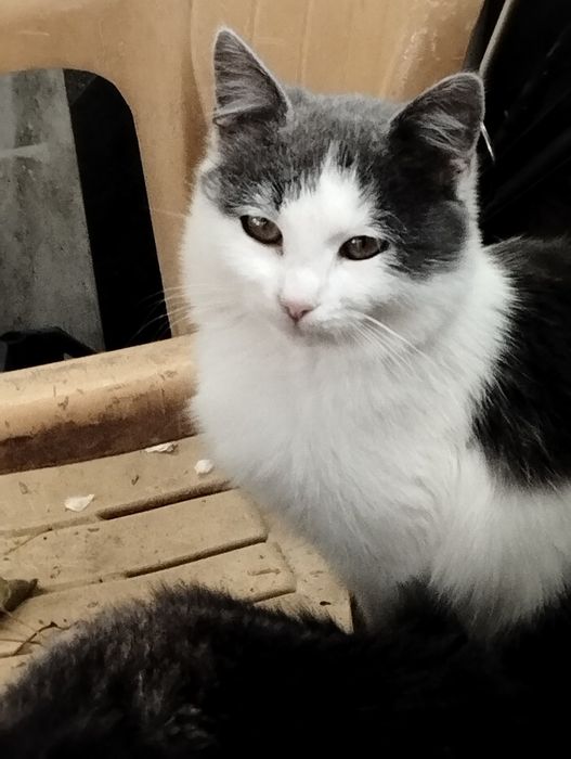 Подарявам котенца