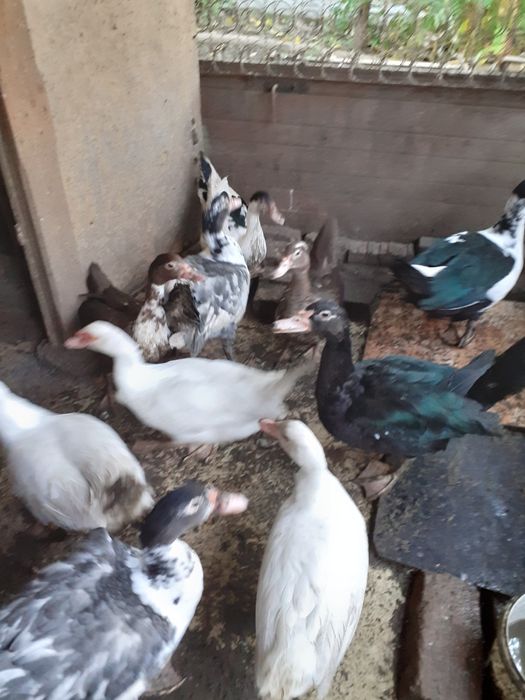 Мускусни  неми патици