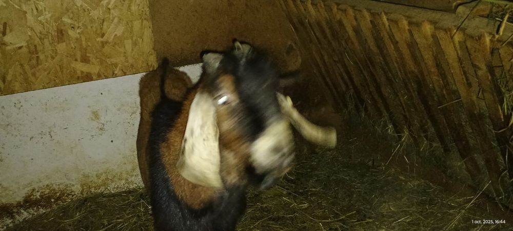 Țap. anglonubian,la schimb