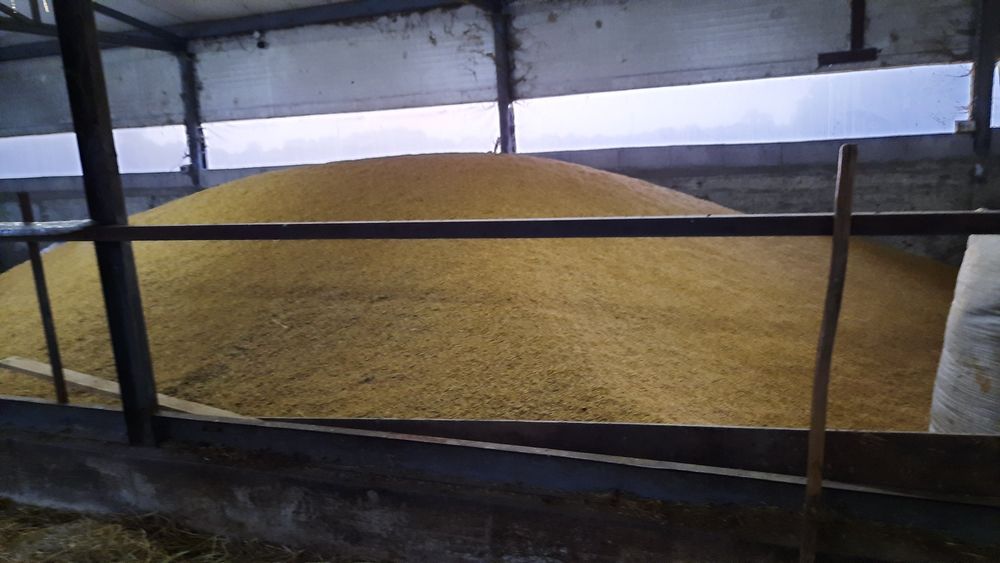 Vând orzaică  grâu triticale ovăzi!