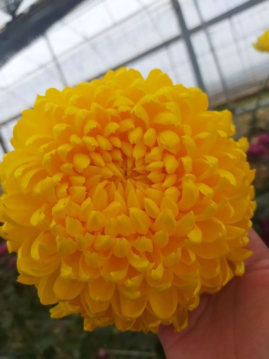 Buketniy xirzantema, globus xirzantema goland karlikviy atirgullar bor