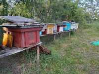 Vand 8 familii de albine și 4 roiuri.