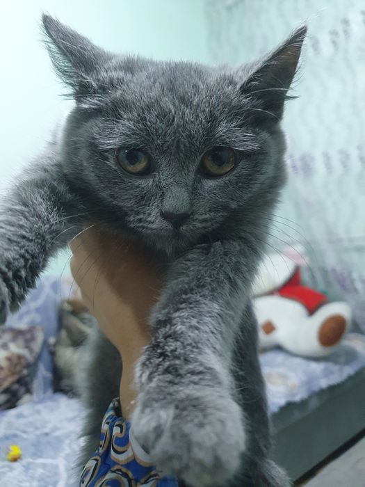 Британская кошка маленькая, красивая, девочька