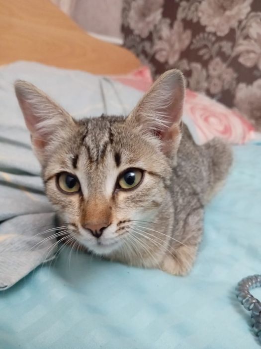 Котенек 5 месяцев отдам в добрые руки