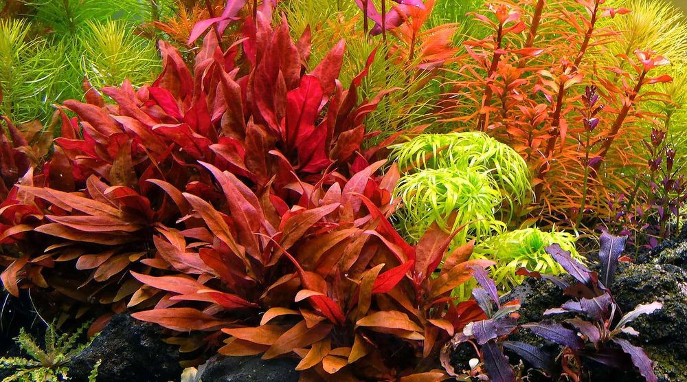 Alternanthera reineckii Variegated