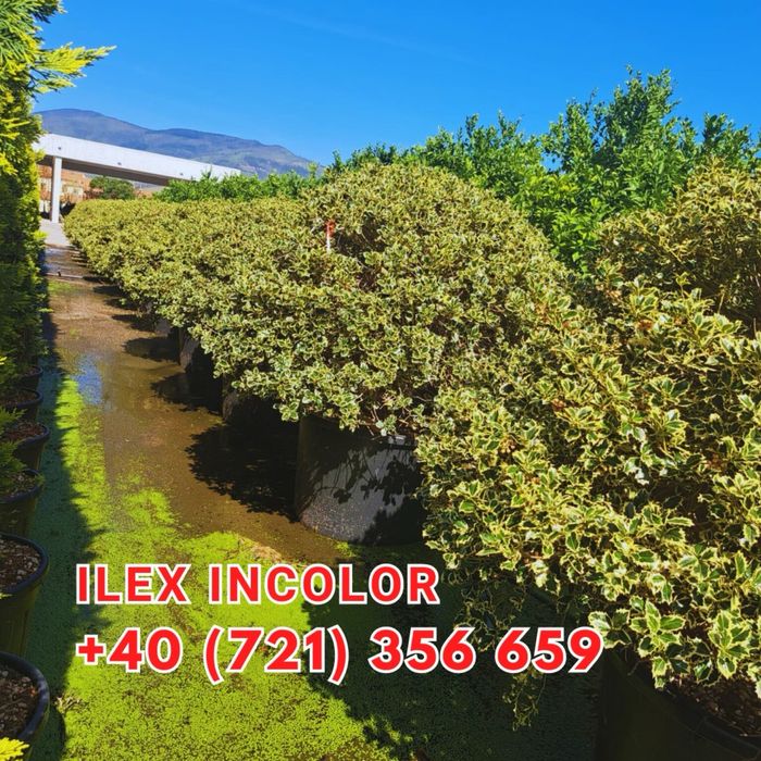 Tuia brazi maslini pom-pom spirale bosai cedru mesteacan magnoli pini