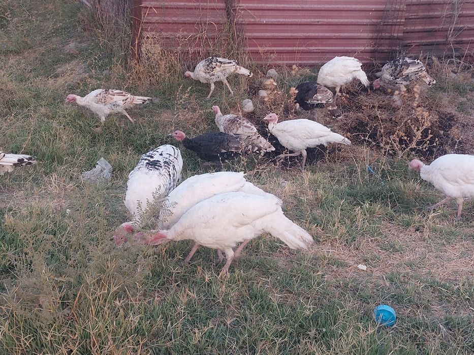 Ishonchli va xalol boqilgan kurkalat