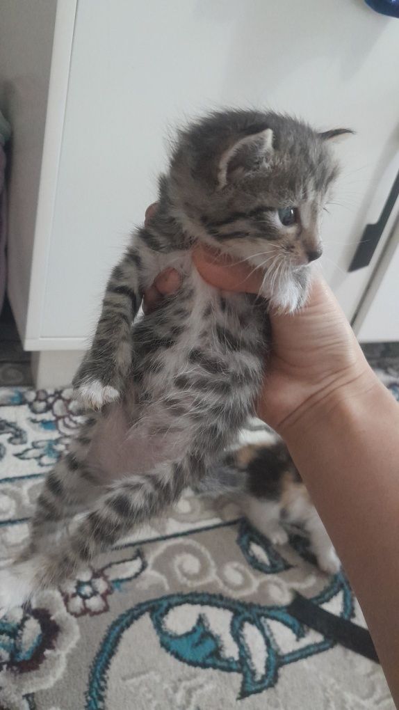 Серый котёнок мальчик