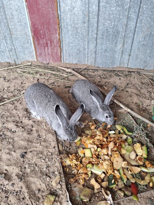 2 штук коян сатылады