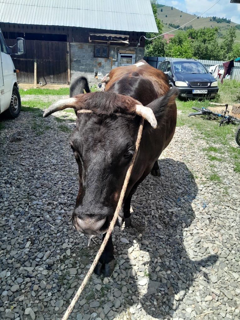 Vând      vaca  gestanta
