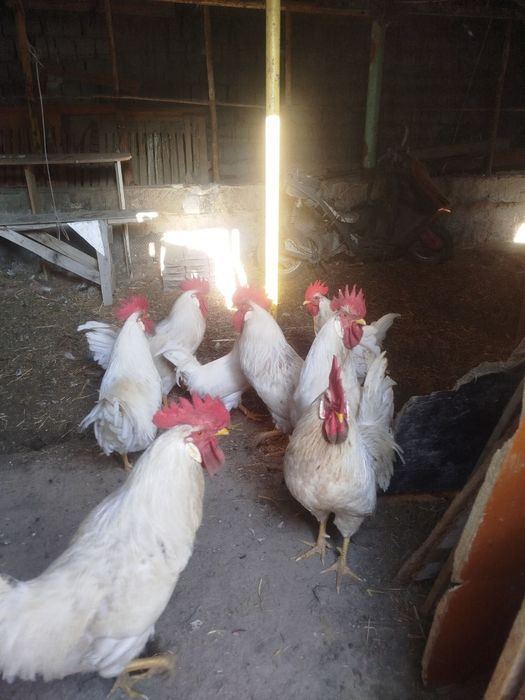 Продаётся Петухов