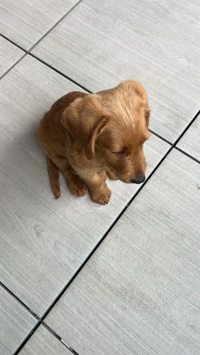 Labradoodle fetiță