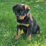 Pui rottweiler 4 luni