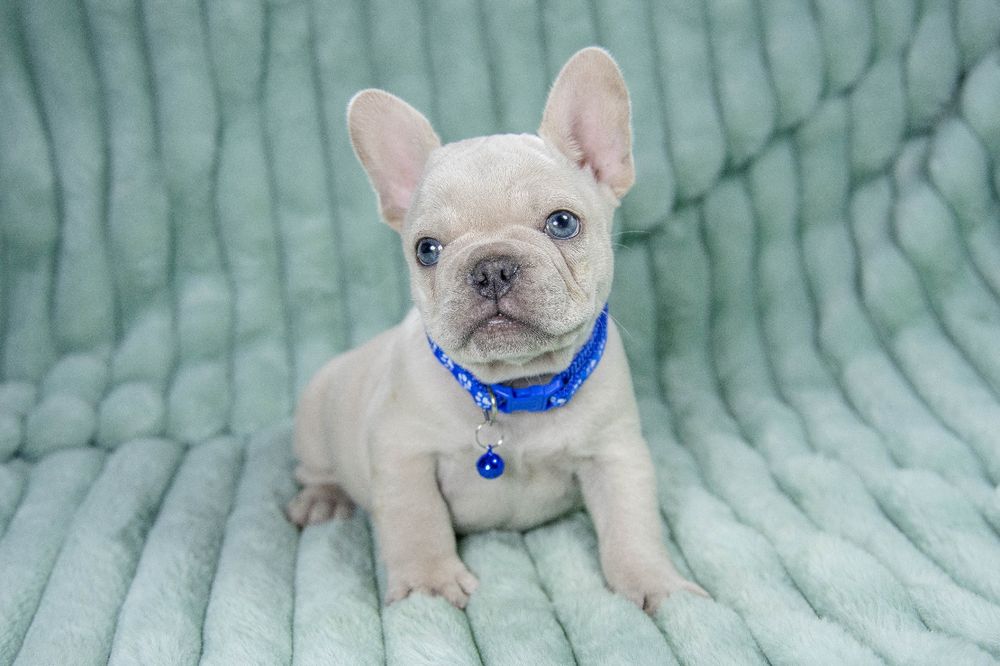 bulldog francez platinum