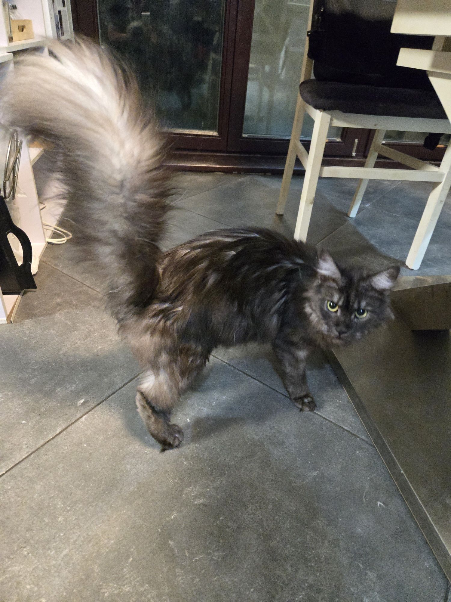 Мейн куун, Мейн кун, Maine Coon