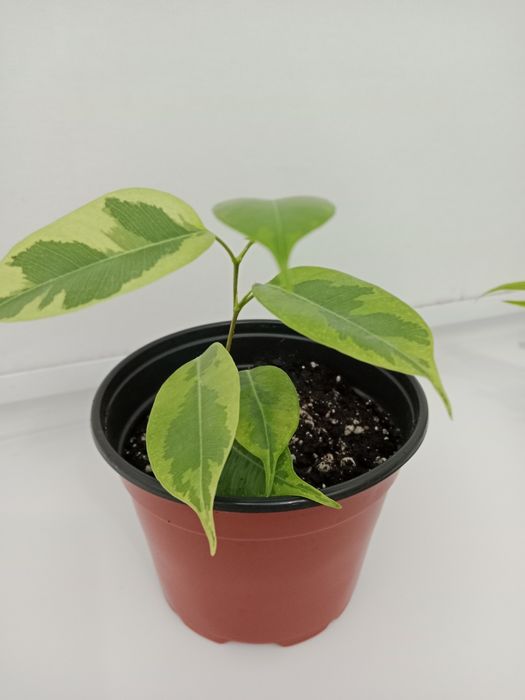 Растения  разные