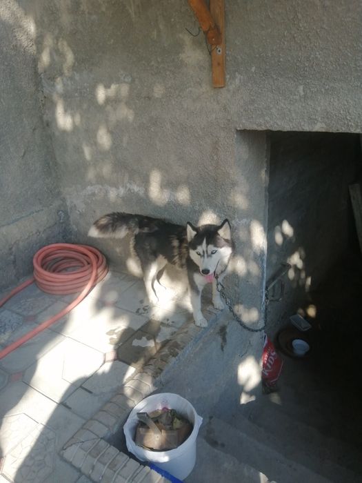 Сибирские хаски,,,