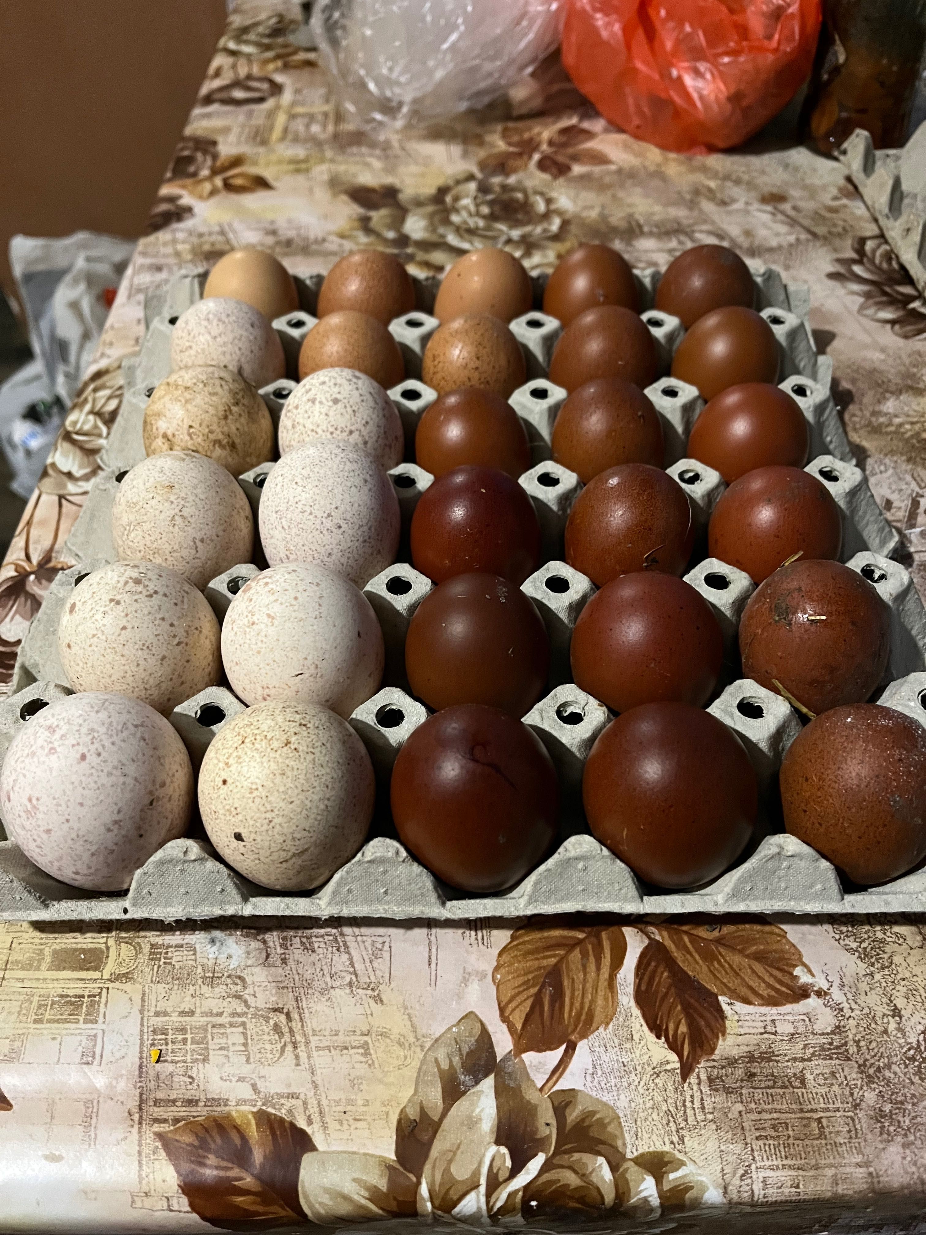 Оплодени яйца за люпене от кокошки и пуйки