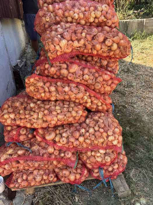 Vand ceapa galbena , productie proprie!!