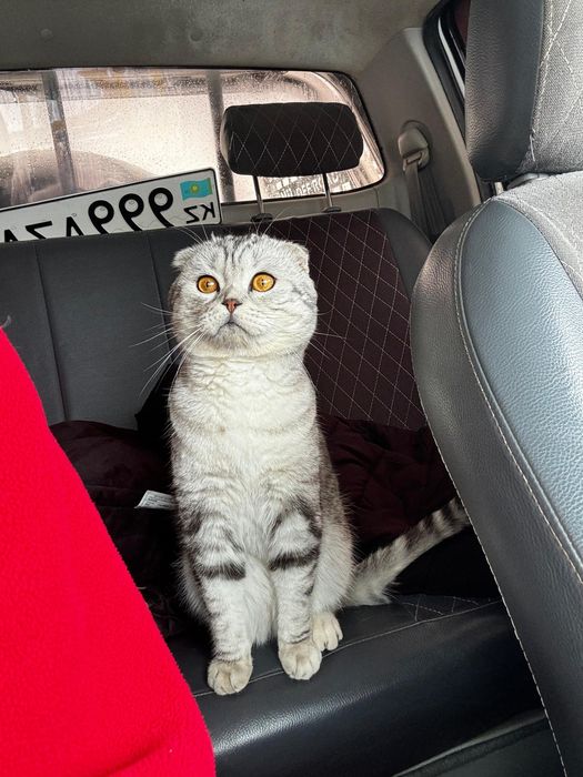 Шотландский вислоухий кот