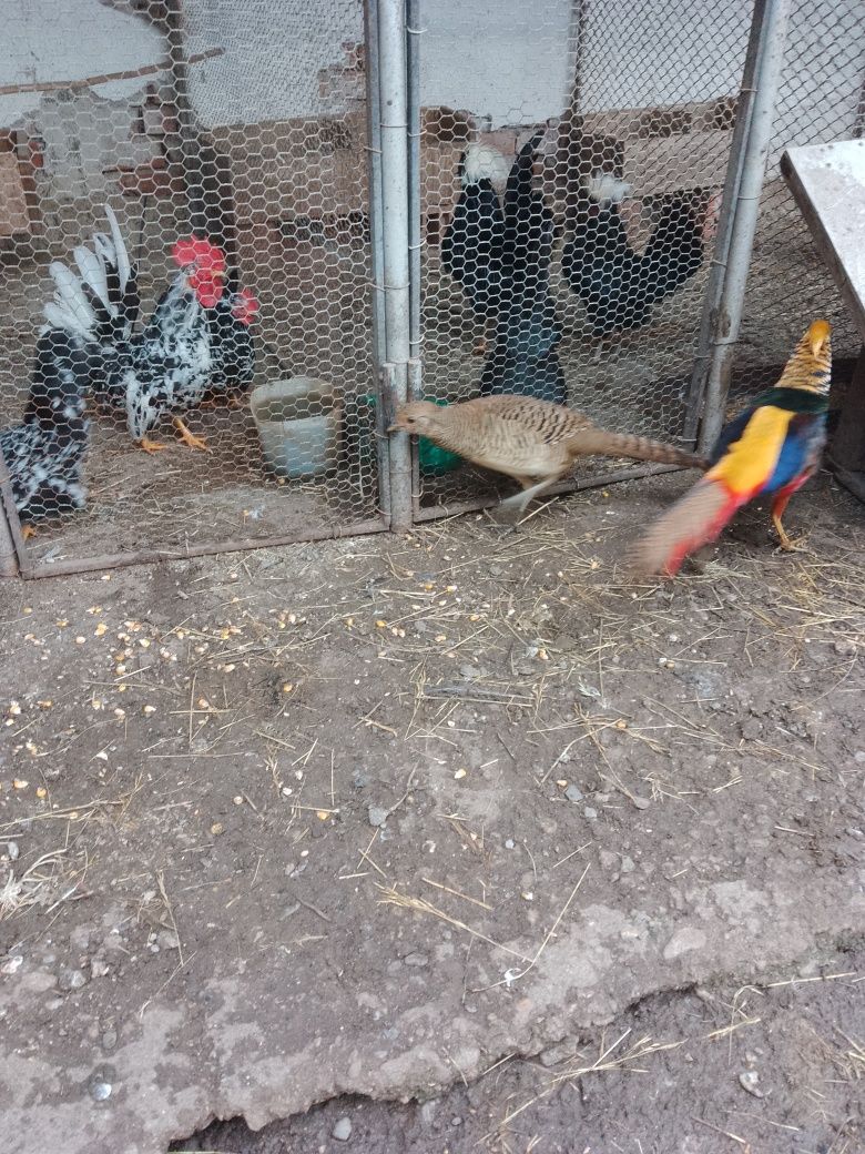 Продавам декоративни кокошки и фазани