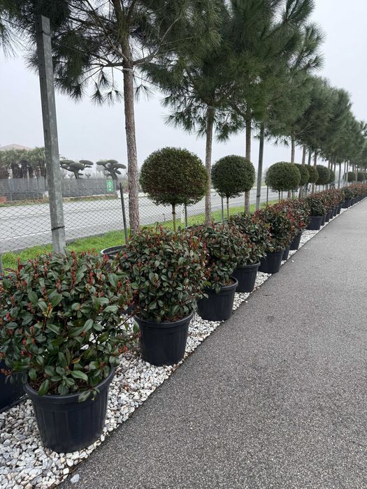 Plante ornamentale spectaculoase pentru grădini de vis