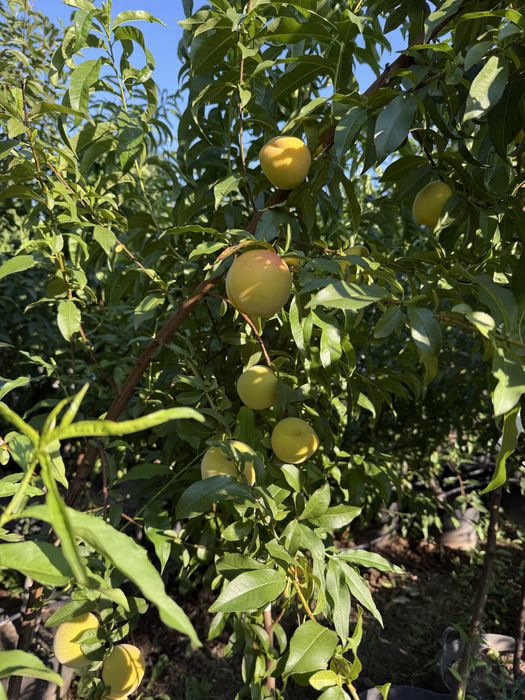 Pomi fructiferi la ghiveci !