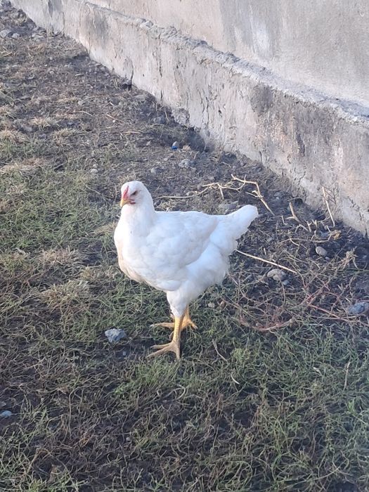 Продам Бройлеров