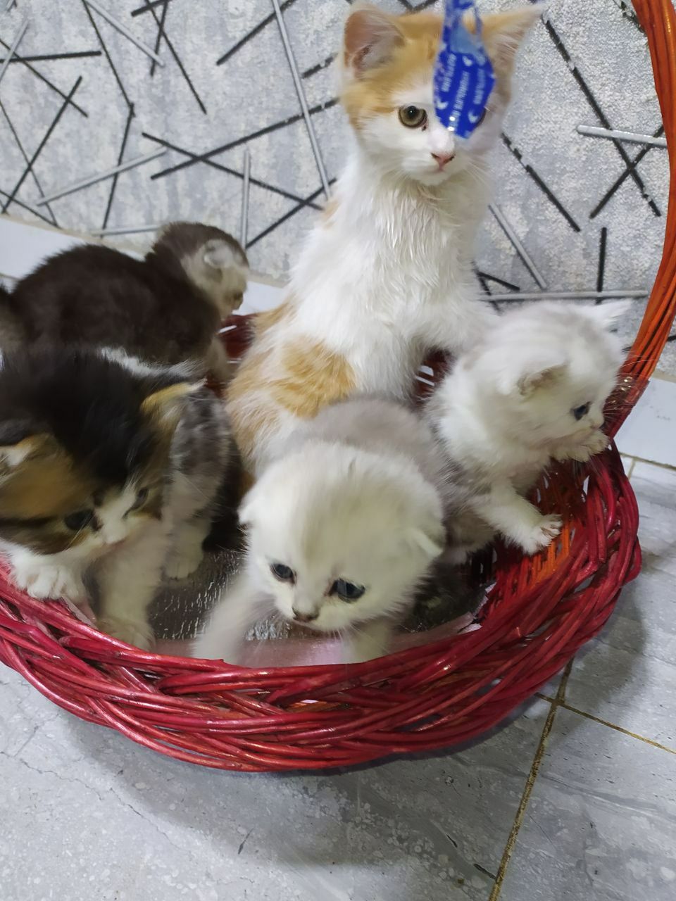 Шотландский вислоухий  Залатой шиншилла