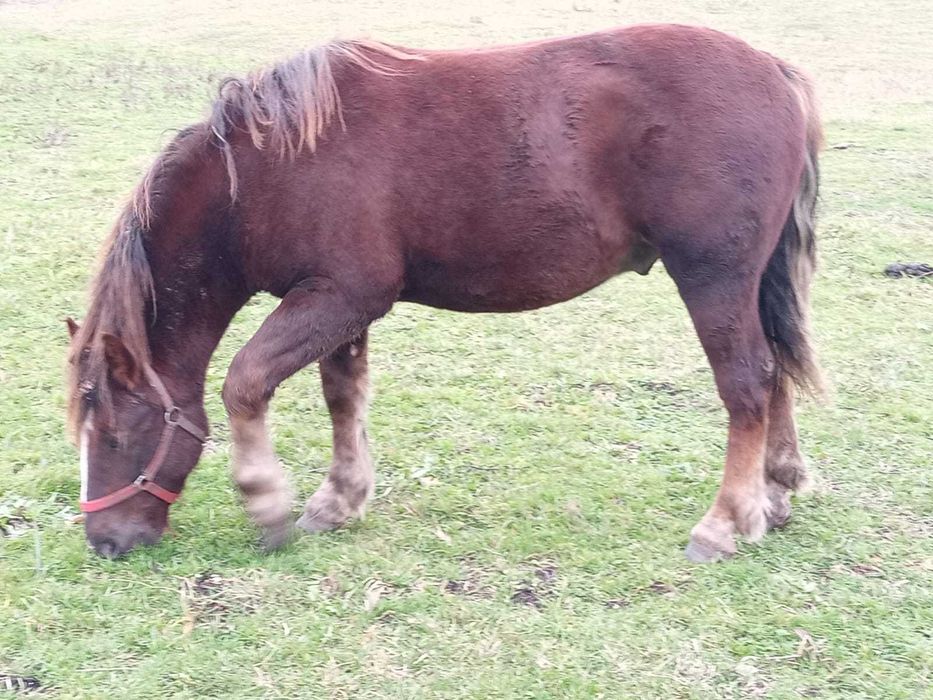 Vând mânz 1 an și 4 luni