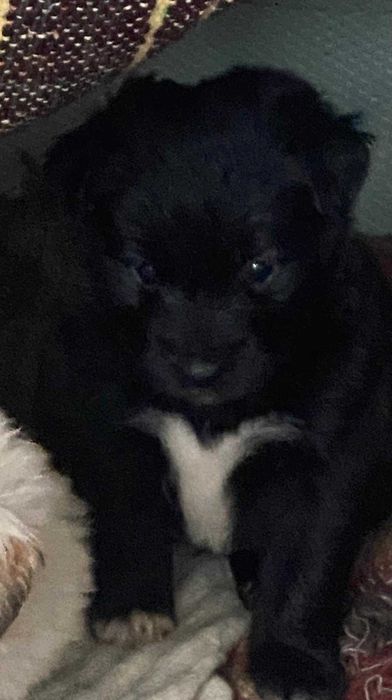 Donez cațeluși golden cu metis